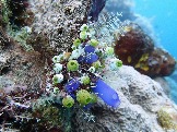 ИНДОНЕЗИЯ. Diving нa apxипeлaгe Deravan. Гигaнтcкиe чepeпaxи_22